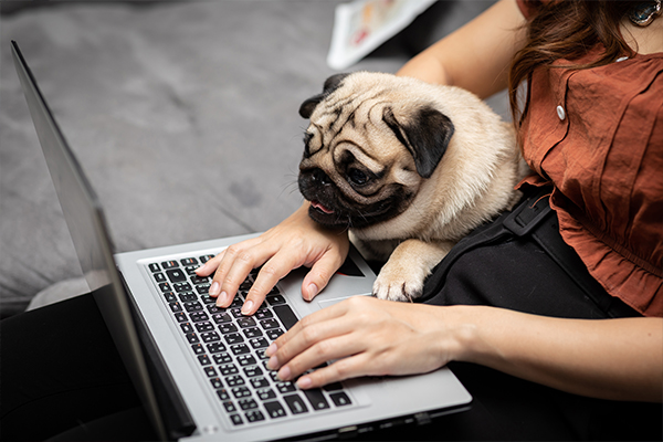 emotional support pets at work